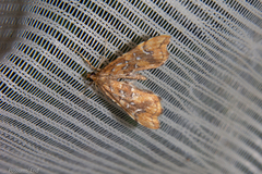 Musotima nitidalis