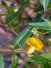 Podolobium aciculiferum