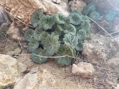 Umbilicus intermedius