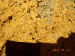 Leiobunum viridorsum