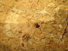 Leiobunum viridorsum