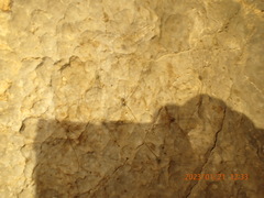 Leiobunum viridorsum