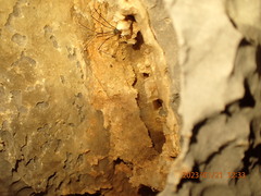 Leiobunum viridorsum