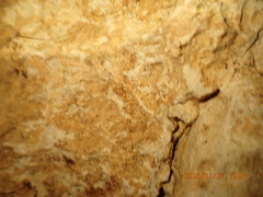 Leiobunum viridorsum