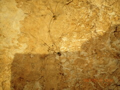 Leiobunum viridorsum