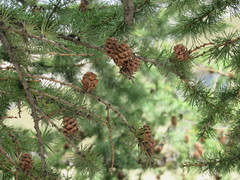 Larix sibirica
