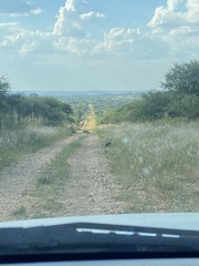 Numida meleagris mitratus