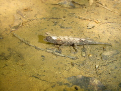 Brookesia stumpffi