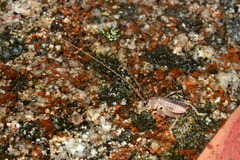 Apotrechus unicolor