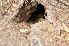 Concinnia tenuis