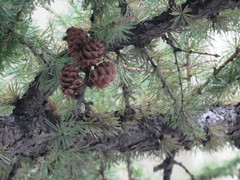Larix sibirica