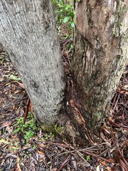 Eucalyptus quadrangulata