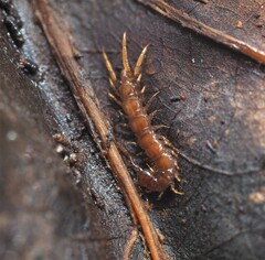 Lithobius forficatus