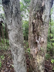 Eucalyptus quadrangulata