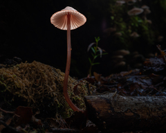 Mycena mariae