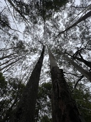 Eucalyptus quadrangulata