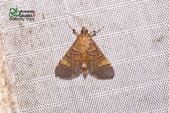 Syngamia latimarginalis