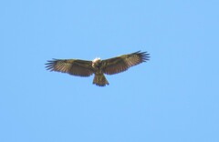 Buteogallus anthracinus