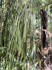 Phlegmariurus billardierei