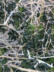 Amphipappus fremontii