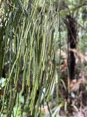 Phlegmariurus billardierei