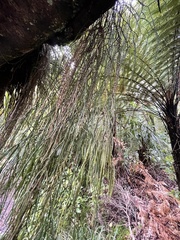 Phlegmariurus billardierei