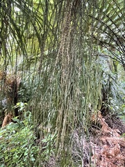 Phlegmariurus billardierei