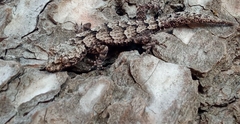 Mediodactylus orientalis