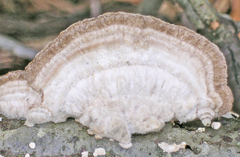 Trametes hirsuta