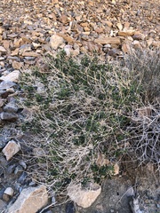 Amphipappus fremontii