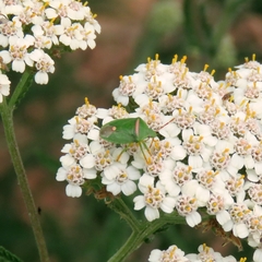 Ocirrhoe unimaculata