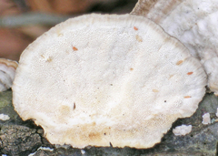Trametes hirsuta