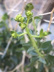 Amphipappus fremontii