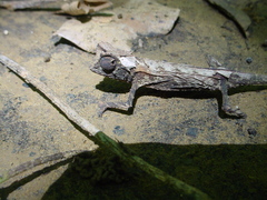 Brookesia stumpffi
