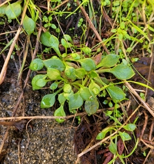 Claytonia rubra