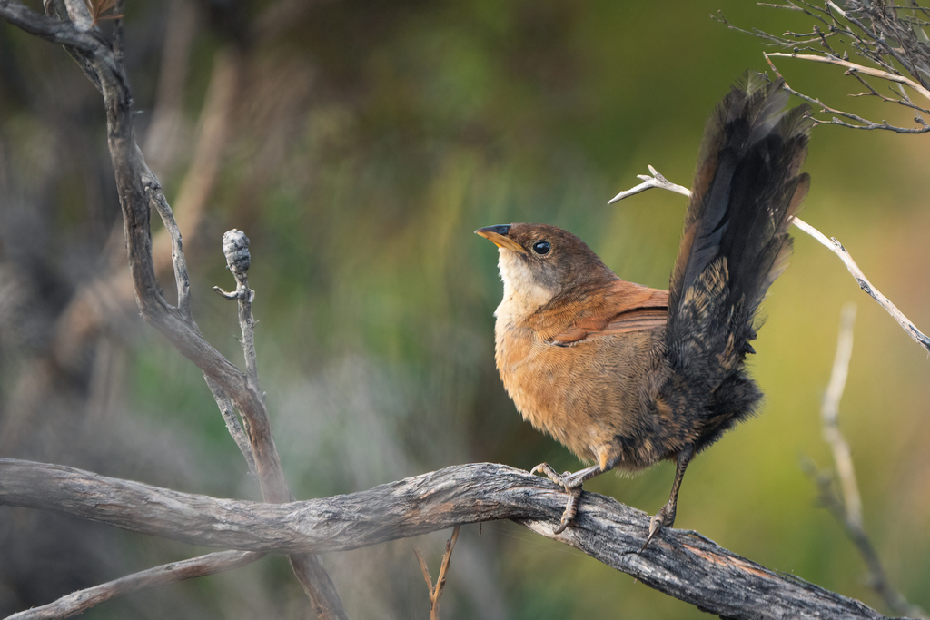 Noisy Scrub-Bird