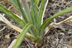 Aloe micracantha