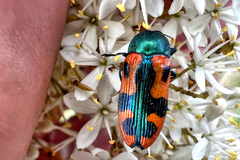 Castiarina scalaris