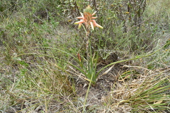 Aloe micracantha
