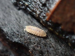 Haplophthalmus danicus