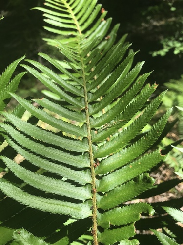 iNaturalist observation photo of western sword fern