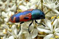 Castiarina scalaris