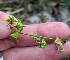 Melochia pyramidata
