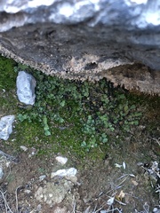 Marchantia polymorpha