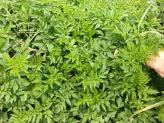Oenanthe javanica — photo 2
