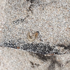 Pachyphaleria capensis