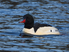 Mergus merganser americanus