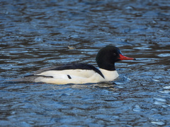 Mergus merganser americanus