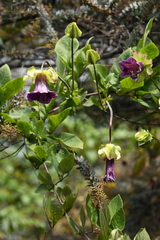 Cobaea scandens