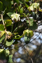 Cobaea scandens